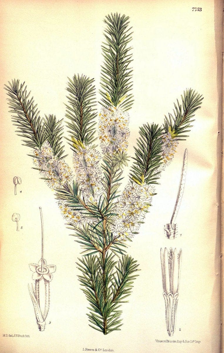Curtis's botanical magazine. London ; New York [etc.] :Academic Press [etc.]. | "Botanical illustration" Botany Periodicals "Pictorial works" "Plants, Ornamental"  | Vintage Print Reproduction 453026
