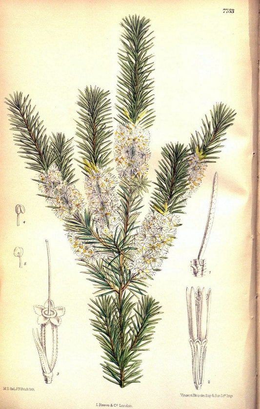 Curtis's botanical magazine. London ; New York [etc.] :Academic Press [etc.]. | "Botanical illustration" Botany Periodicals "Pictorial works" "Plants, Ornamental"  | Vintage Print Reproduction 453026