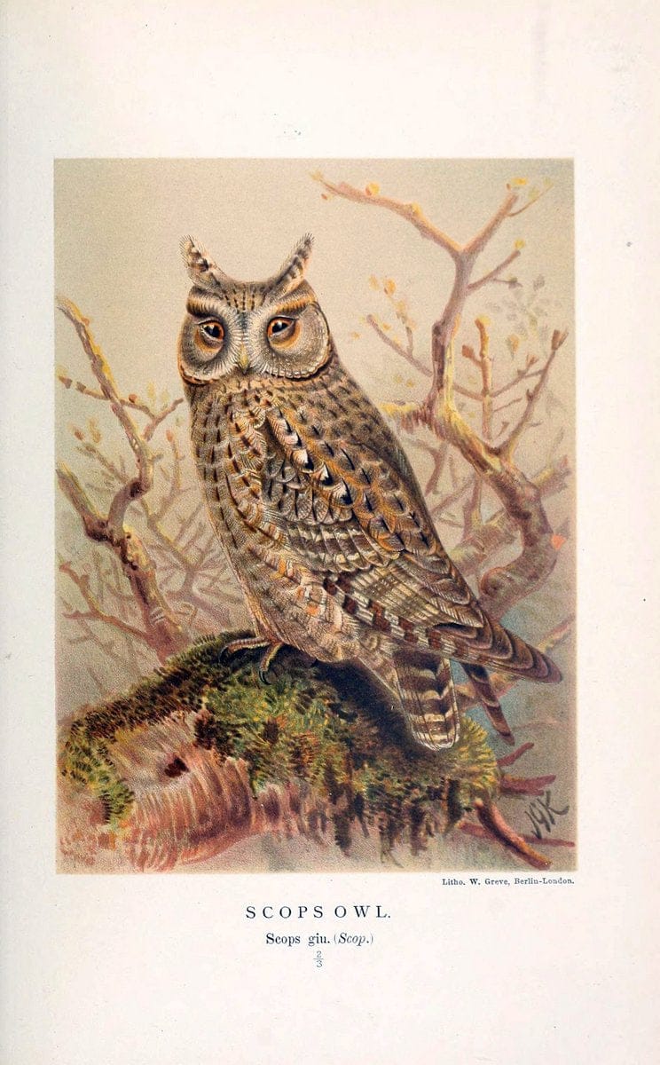 Coloured figures of the birds of the British Islands. v.1London :R. H. Porter,1885-1897. | Vintage Print Reproduction 453027
