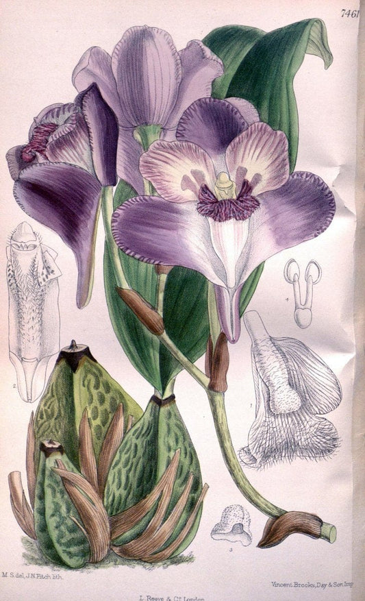 Curtis's botanical magazine. London ; New York [etc.] :Academic Press [etc.]. | "Botanical illustration" Botany Periodicals "Pictorial works" "Plants, Ornamental"  | Vintage Print Reproduction 453028
