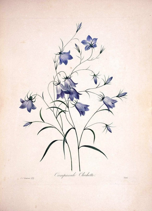 Choix des plus belles fleurs :.Paris:Ernest Panckoucke,[1833].. |  | Vintage Print Reproduction 453029