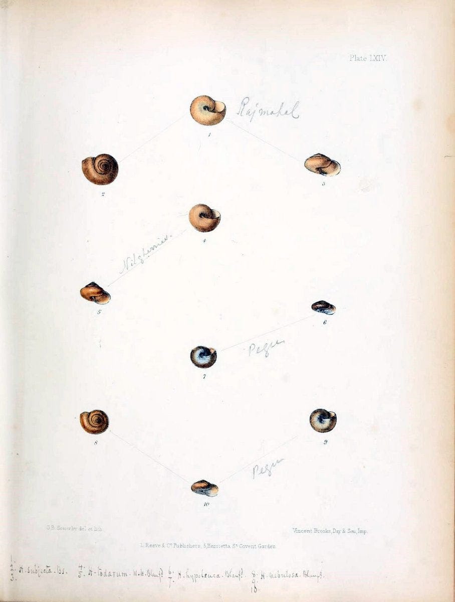 Conchologia indica,.London,1870-1876.. |  | Vintage Print Reproduction 453030
