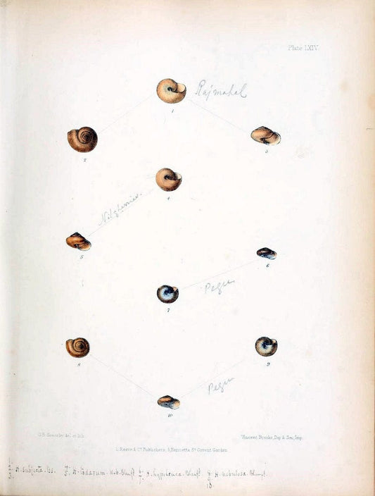 Conchologia indica,.London,1870-1876.. |  | Vintage Print Reproduction 453030