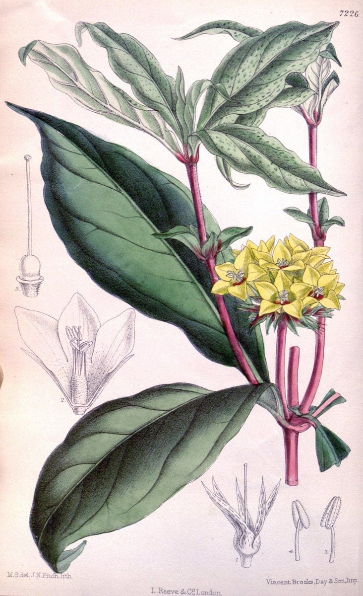 Curtis's botanical magazine. London ; New York [etc.] :Academic Press [etc.]. | "Botanical illustration" Botany Periodicals "Pictorial works" "Plants, Ornamental"  | Vintage Print Reproduction 453031