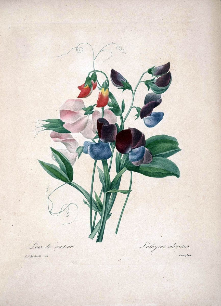 Choix des plus belles fleurs :.Paris :Ernest Panckoucke,[1833].  | 1833 Botany France Icones "Pictorial works"  | Vintage Print Reproduction 453032