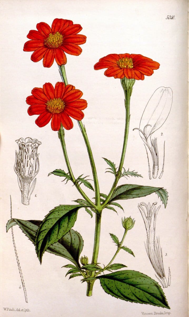 Curtis's botanical magazine. London ; New York [etc.] :Academic Press [etc.]. | "Botanical illustration" Botany Periodicals "Pictorial works" "Plants, Ornamental"  | Vintage Print Reproduction 453034