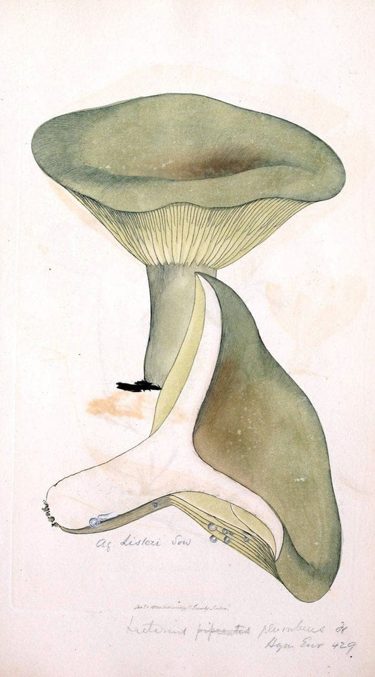 Coloured figures of English fungi or mushrooms. London,Printed by J. Davis,1797-[1809]. | England Mushrooms  | Vintage Print Reproduction 453035