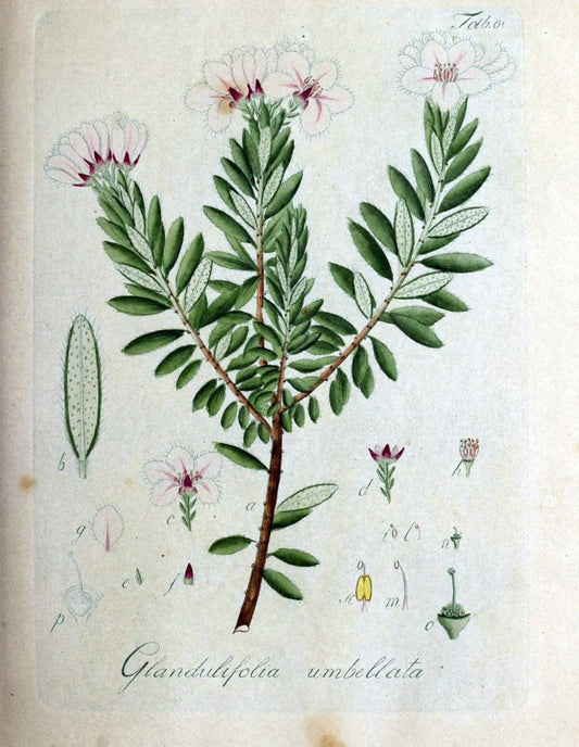 Collectio plantarum tam exoticarum, quam indigenarum, cum delineatione, descriptione cul | Botany | Vintage Print Reproduction 453036