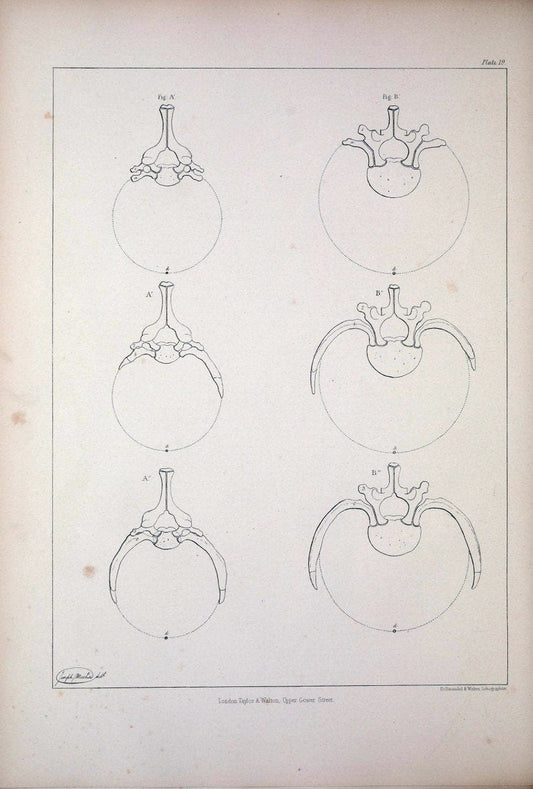 Comparative osteology:.London,Taylor and Walton,1847.  | Bones | Vintage Print Reproduction 453037