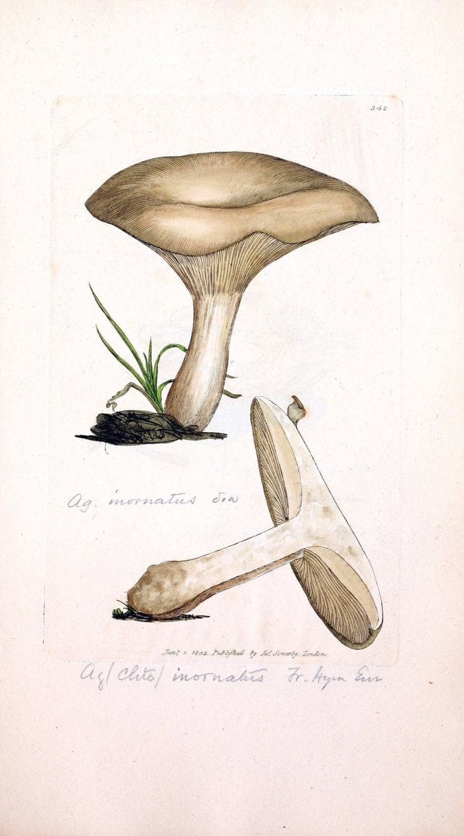 Coloured figures of English fungi or mushrooms. London,Printed by J. Davis,1797-[1809]. | England Mushrooms  | Vintage Print Reproduction 453038