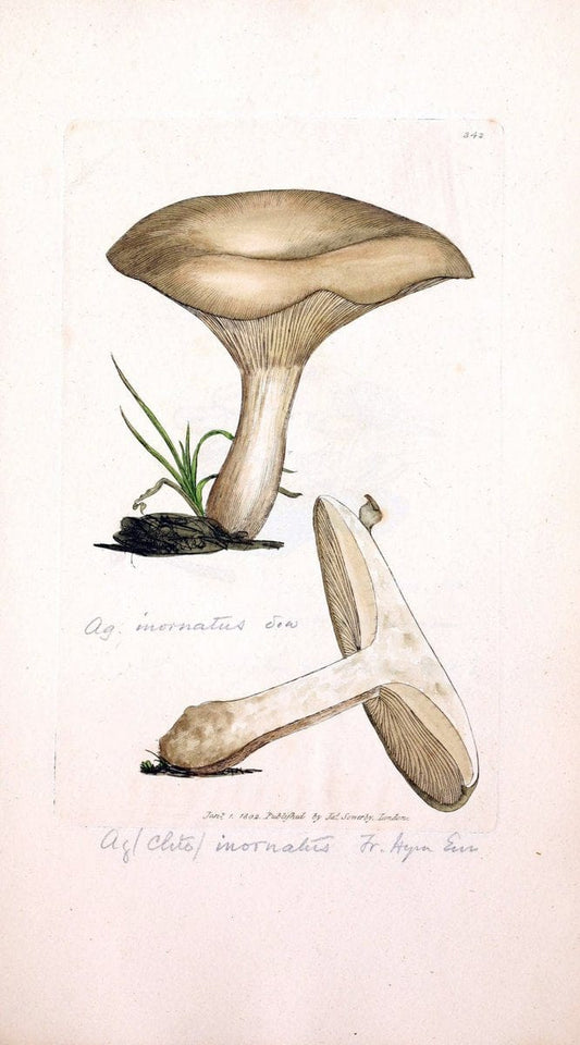 Coloured figures of English fungi or mushrooms. London,Printed by J. Davis,1797-[1809]. | England Mushrooms  | Vintage Print Reproduction 453038