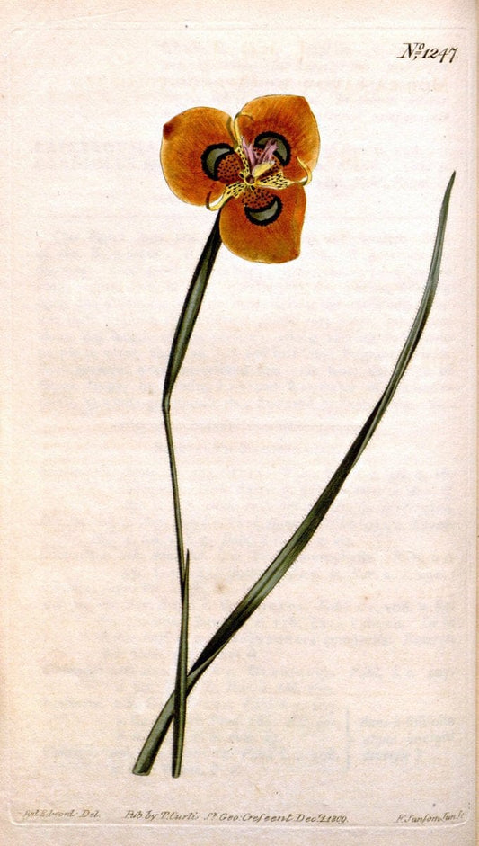 Curtis's botanical magazine. London ; New York [etc.] :Academic Press [etc.]. | "Botanical illustration" Botany Periodicals "Pictorial works" "Plants, Ornamental"  | Vintage Print Reproduction 453039