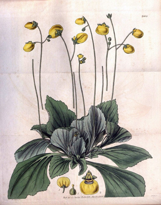 Curtis's botanical magazine. London ; New York [etc.] :Academic Press [etc.]. | "Botanical illustration" Botany Periodicals "Pictorial works" "Plants, Ornamental"  | Vintage Print Reproduction 453040
