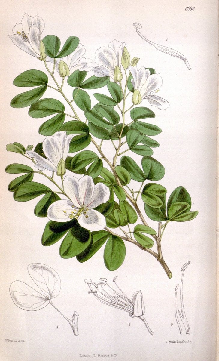 Curtis's botanical magazine. London ; New York [etc.] :Academic Press [etc.]. | "Botanical illustration" Botany Periodicals "Pictorial works" "Plants, Ornamental"  | Vintage Print Reproduction 453041