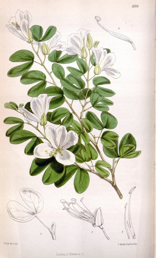 Curtis's botanical magazine. London ; New York [etc.] :Academic Press [etc.]. | "Botanical illustration" Botany Periodicals "Pictorial works" "Plants, Ornamental"  | Vintage Print Reproduction 453041