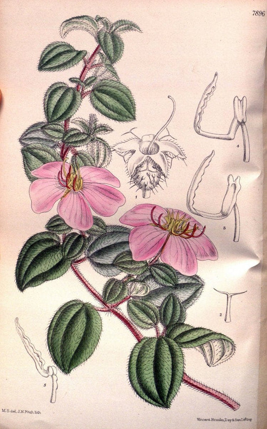 Curtis's botanical magazine. London ; New York [etc.] :Academic Press [etc.]. | "Botanical illustration" Botany Periodicals "Pictorial works" "Plants, Ornamental"  | Vintage Print Reproduction 453042