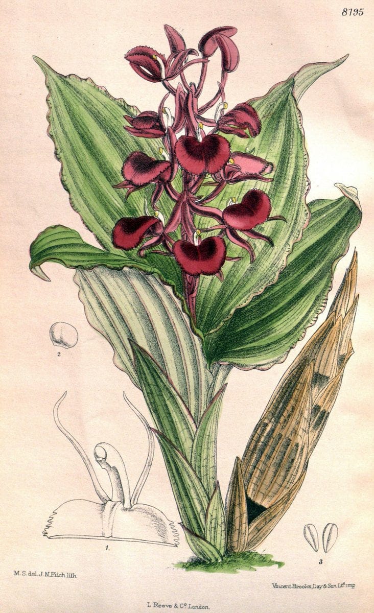 Curtis's botanical magazine. London ; New York [etc.] :Academic Press [etc.]. | "Botanical illustration" Botany Periodicals "Pictorial works" "Plants, Ornamental"  | Vintage Print Reproduction 453043