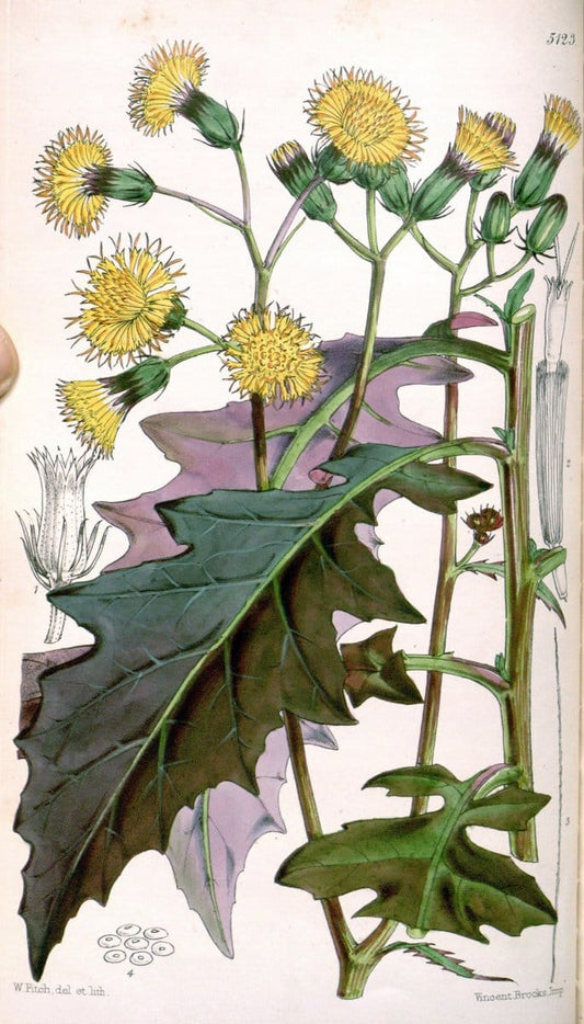 Curtis's botanical magazine. London ; New York [etc.] :Academic Press [etc.]. | "Botanical illustration" Botany Periodicals "Pictorial works" "Plants, Ornamental"  | Vintage Print Reproduction 453044