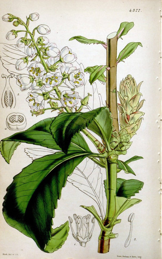 Curtis's botanical magazine. London ; New York [etc.] :Academic Press [etc.]. | "Botanical illustration" Botany Periodicals "Pictorial works" "Plants, Ornamental"  | Vintage Print Reproduction 453046