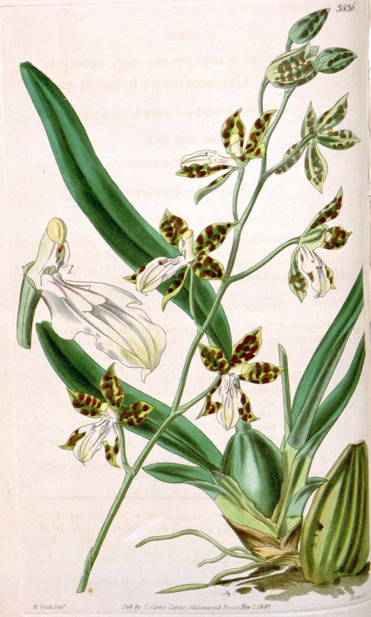 Curtis's botanical magazine. London ; New York [etc.] :Academic Press [etc.]. | "Botanical illustration" Botany Periodicals "Pictorial works" "Plants, Ornamental"  | Vintage Print Reproduction 453047