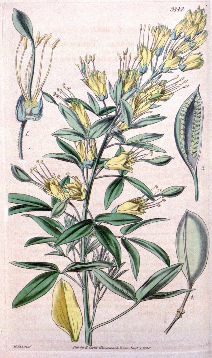 Curtis's botanical magazine. London ; New York [etc.] :Academic Press [etc.]. | "Botanical illustration" Botany Periodicals "Pictorial works" "Plants, Ornamental"  | Vintage Print Reproduction 453048