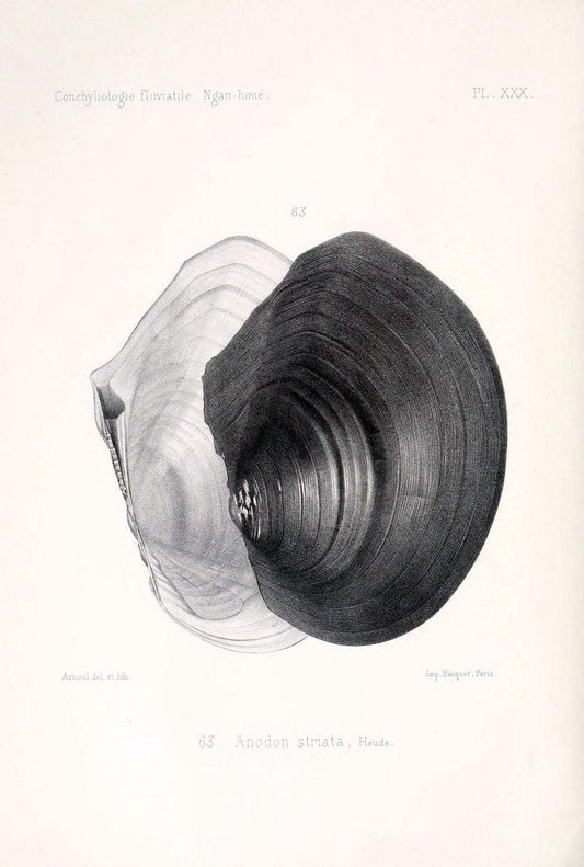 Conchyliologie fluviatile de la province de Nanking et de la Chine centrale /.Paris :Savy,[1875-1885]. | China Mollusks "Nanjing (Jiangsu Sheng)"  | Vintage Print Reproduction 453049