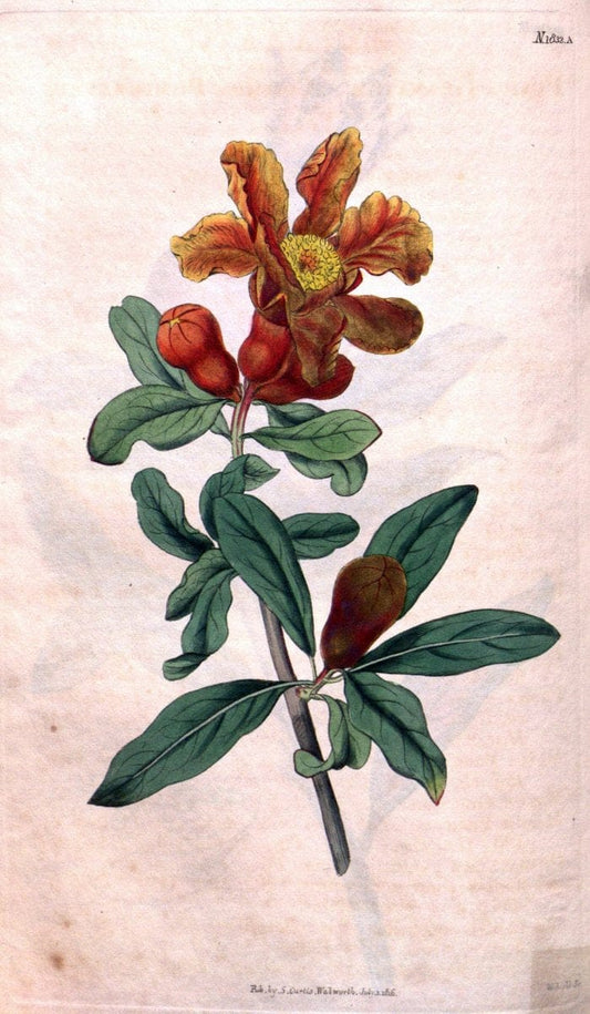 Curtis's botanical magazine. London ; New York [etc.] :Academic Press [etc.]. | "Botanical illustration" Botany Periodicals "Pictorial works" "Plants, Ornamental"  | Vintage Print Reproduction 453051
