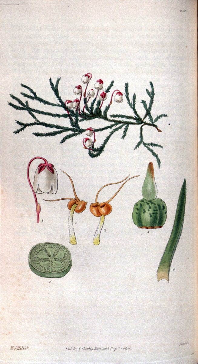 Curtis's botanical magazine. London ; New York [etc.] :Academic Press [etc.]. | "Botanical illustration" Botany Periodicals "Pictorial works" "Plants, Ornamental"  | Vintage Print Reproduction 453052