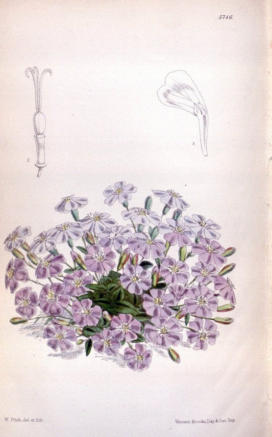 Curtis's botanical magazine. London ; New York [etc.] :Academic Press [etc.]. | "Botanical illustration" Botany Periodicals "Pictorial works" "Plants, Ornamental"  | Vintage Print Reproduction 453053
