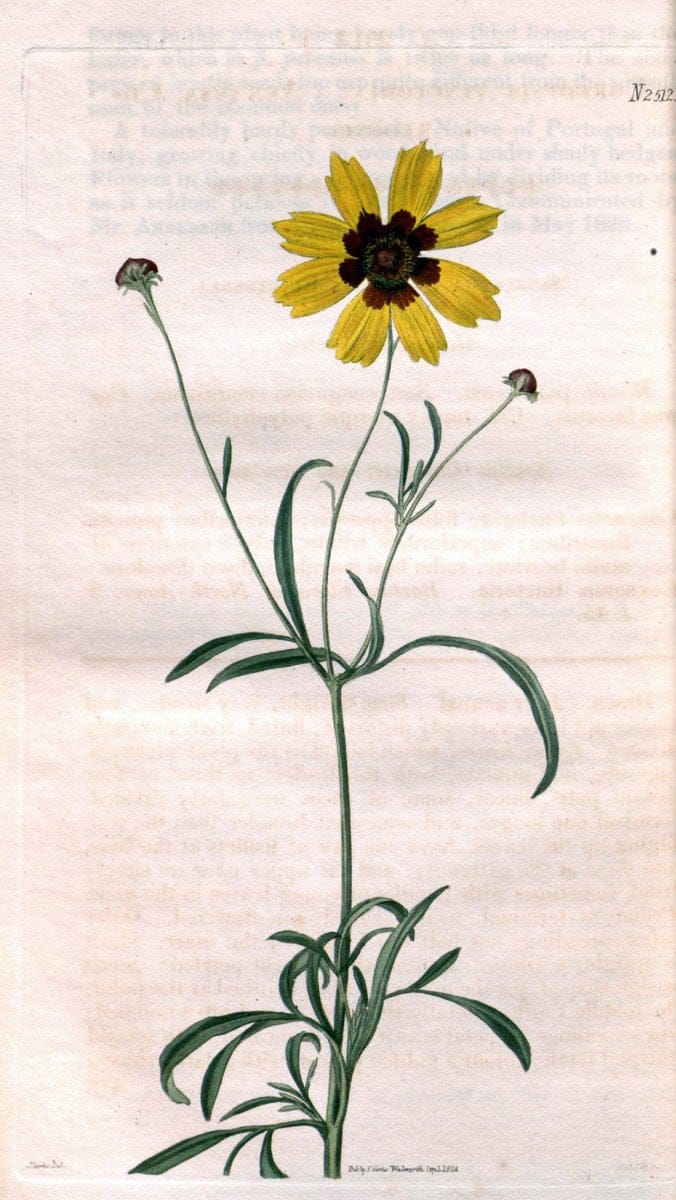 Curtis's botanical magazine. London ; New York [etc.] :Academic Press [etc.]. | "Botanical illustration" Botany Periodicals "Pictorial works" "Plants, Ornamental"  | Vintage Print Reproduction 453054