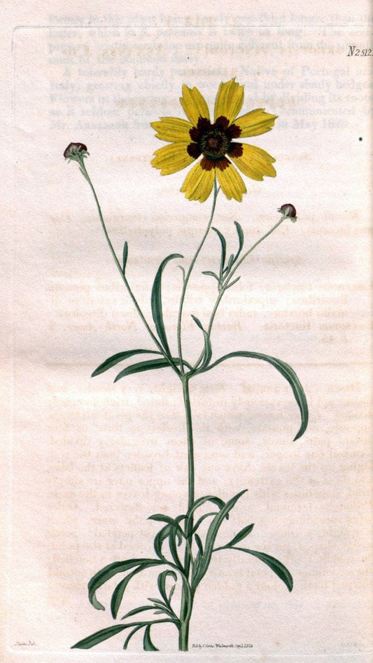Curtis's botanical magazine. London ; New York [etc.] :Academic Press [etc.]. | "Botanical illustration" Botany Periodicals "Pictorial works" "Plants, Ornamental"  | Vintage Print Reproduction 453054