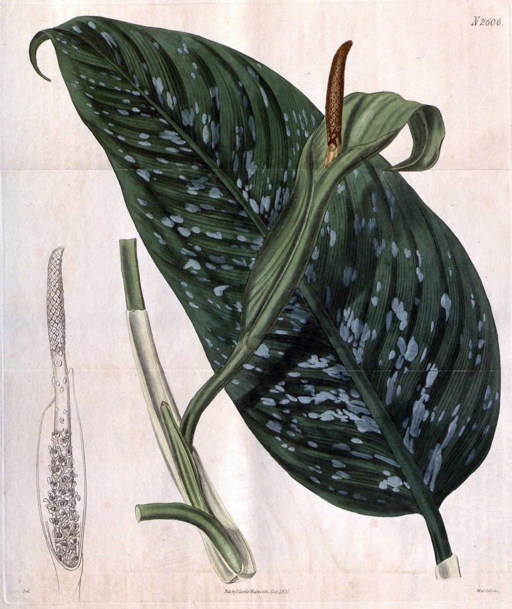 Curtis's botanical magazine. London ; New York [etc.] :Academic Press [etc.]. | "Botanical illustration" Botany Periodicals "Pictorial works" "Plants, Ornamental"  | Vintage Print Reproduction 453055