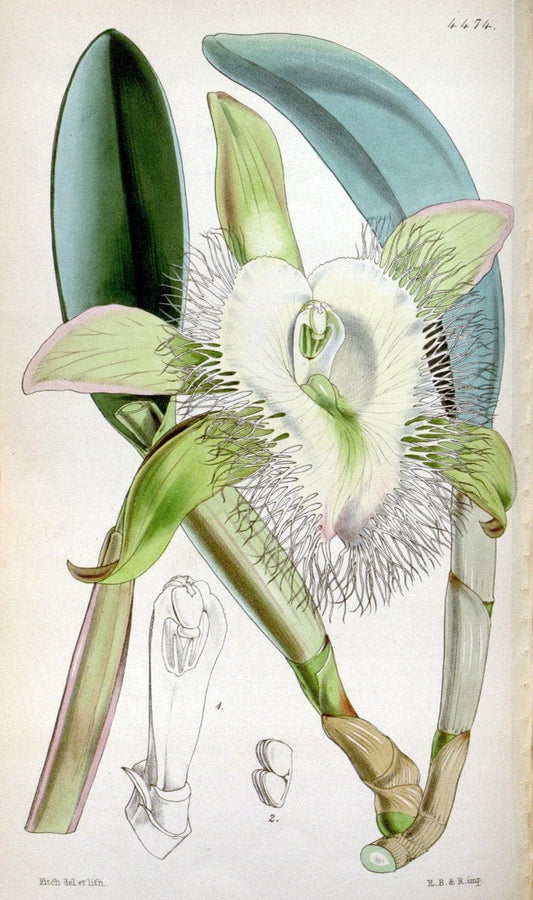 Curtis's botanical magazine. London ;New York [etc.] :Academic Press [etc.]. | Botany Periodicals "Pictorial works"  | Vintage Print Reproduction 453058