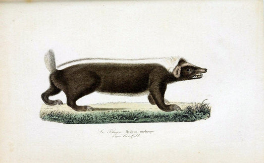 ComplÃ©ments de Buffon. t.1.Paris :P. Pourrat FrÃ¨res,1838. | Anthropology Birds Mammals SIL | Vintage Print Reproduction 453059