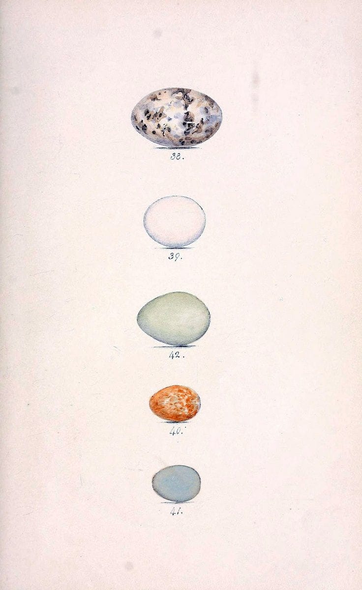 Coloured illustrations of British birds, and their eggs /.London :G.W. Nickisson,1842-1850.. |  | Vintage Print Reproduction 453060