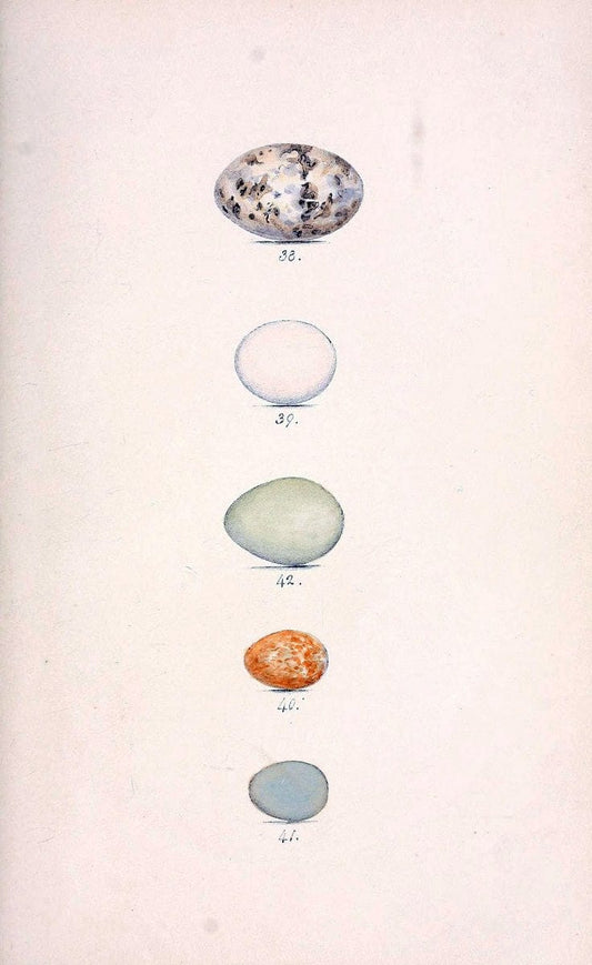 Coloured illustrations of British birds, and their eggs /.London :G.W. Nickisson,1842-1850.. |  | Vintage Print Reproduction 453060
