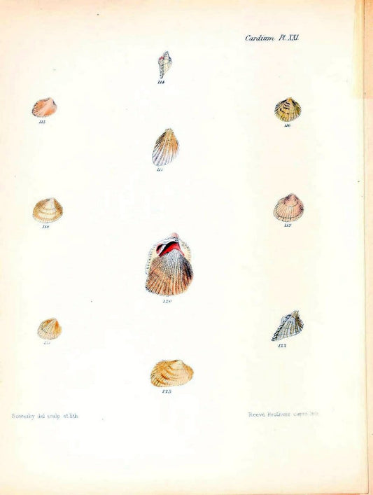 Conchologia iconica, or, Illustrations of the shells of molluscous animals /.London :Reeve, Brothers,1843-1878.. |  | Vintage Print Reproduction 453061