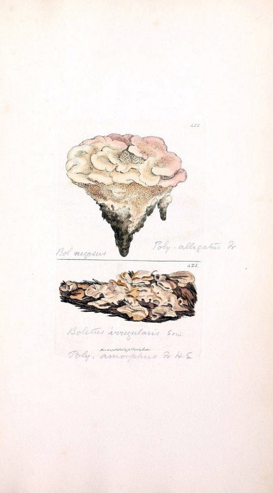 Coloured figures of English fungi or mushrooms. London,Printed by J. Davis,1797-[1809]. | England Mushrooms  | Vintage Print Reproduction 453063