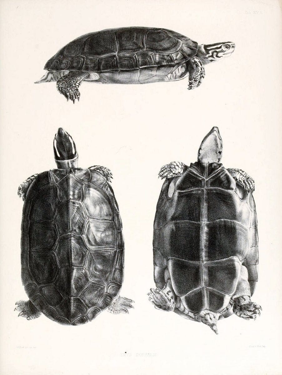 Catalogue of shield reptiles in the collection of the British Museum /.London :Printed by order of the Trustees,1855-1872.  | Vintage Print Reproduction 453064