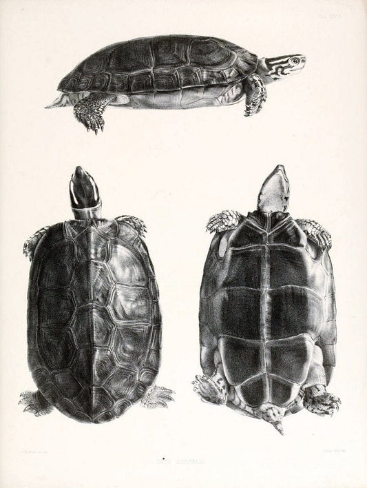 Catalogue of shield reptiles in the collection of the British Museum /.London :Printed by order of the Trustees,1855-1872.  | Vintage Print Reproduction 453064