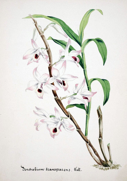 Collection d'orchideÃŒÂes.[S.l. :s.n.,18--]. | "Botanical illustration" Orchidaceae "Orchidaceae in art" "Pictorial works"  | Vintage Print Reproduction 453066