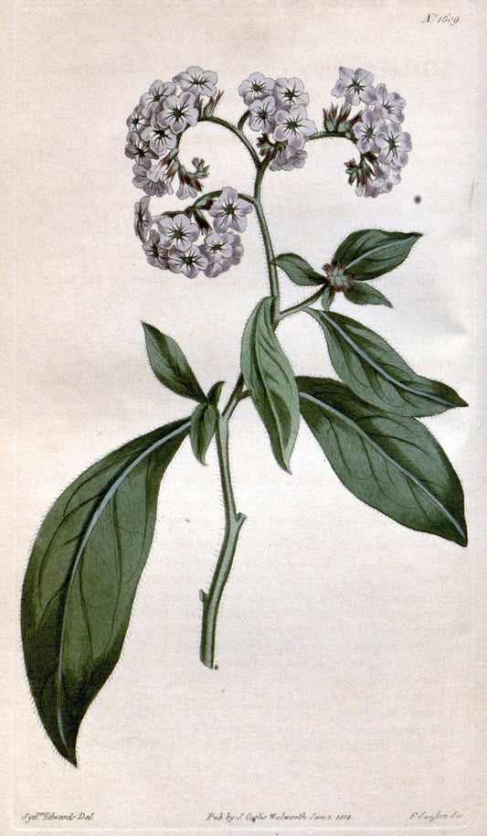 Curtis's botanical magazine. London ; New York [etc.] :Academic Press [etc.]. | "Botanical illustration" Botany Periodicals "Pictorial works" "Plants, Ornamental"  | Vintage Print Reproduction 453067