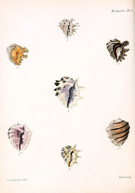 Conchologia iconica, or, Illustrations of the shells of molluscous animals /.London :Reeve, Brothers,1843-1878.. |  | Vintage Print Reproduction 453068