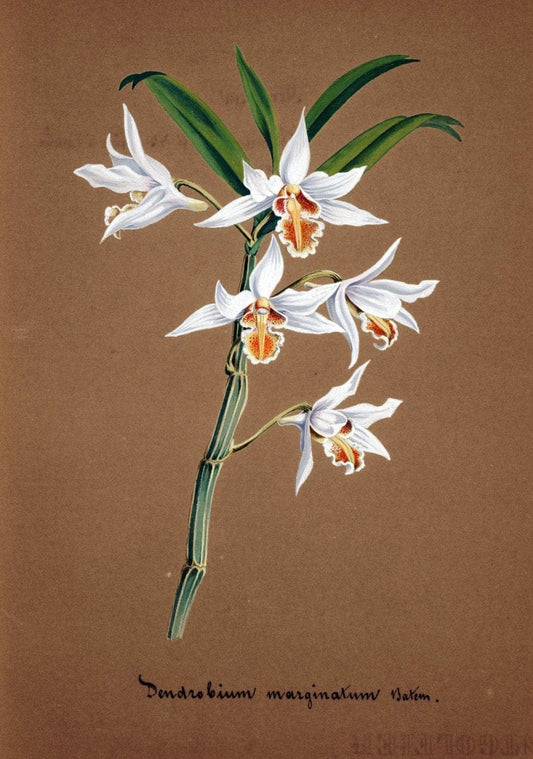Collection d'orchideÃŒÂes.[S.l. :s.n.,18--]. | "Botanical illustration" Orchidaceae "Orchidaceae in art" "Pictorial works"  | Vintage Print Reproduction 453070