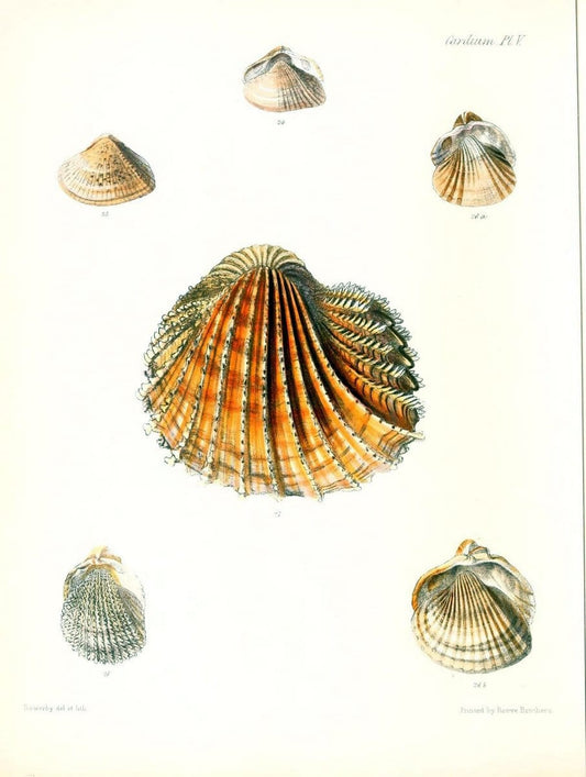 Conchologia iconica, or, Illustrations of the shells of molluscous animals /.London :Reeve, Brothers,1843-1878.. |  | Vintage Print Reproduction 453072