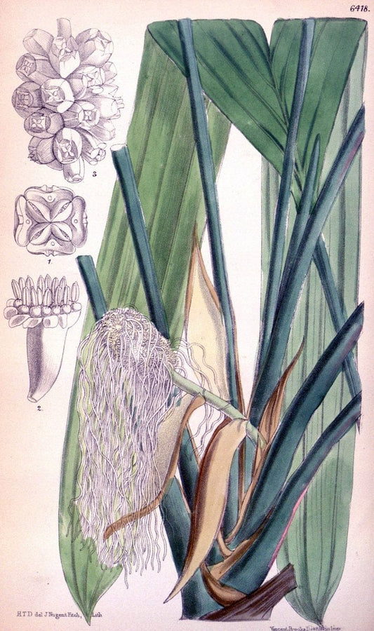 Curtis's botanical magazine. London ; New York [etc.] :Academic Press [etc.]. | "Botanical illustration" Botany Periodicals "Pictorial works" "Plants, Ornamental"  | Vintage Print Reproduction 453073