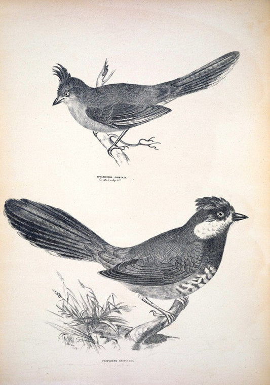 Companion to Gould's Handbook; or, Synopsis of the birds of Australia. Brisbane,Thorne & Greenwell,1877.  | Australia Birds | Vintage Print Reproduction 453074