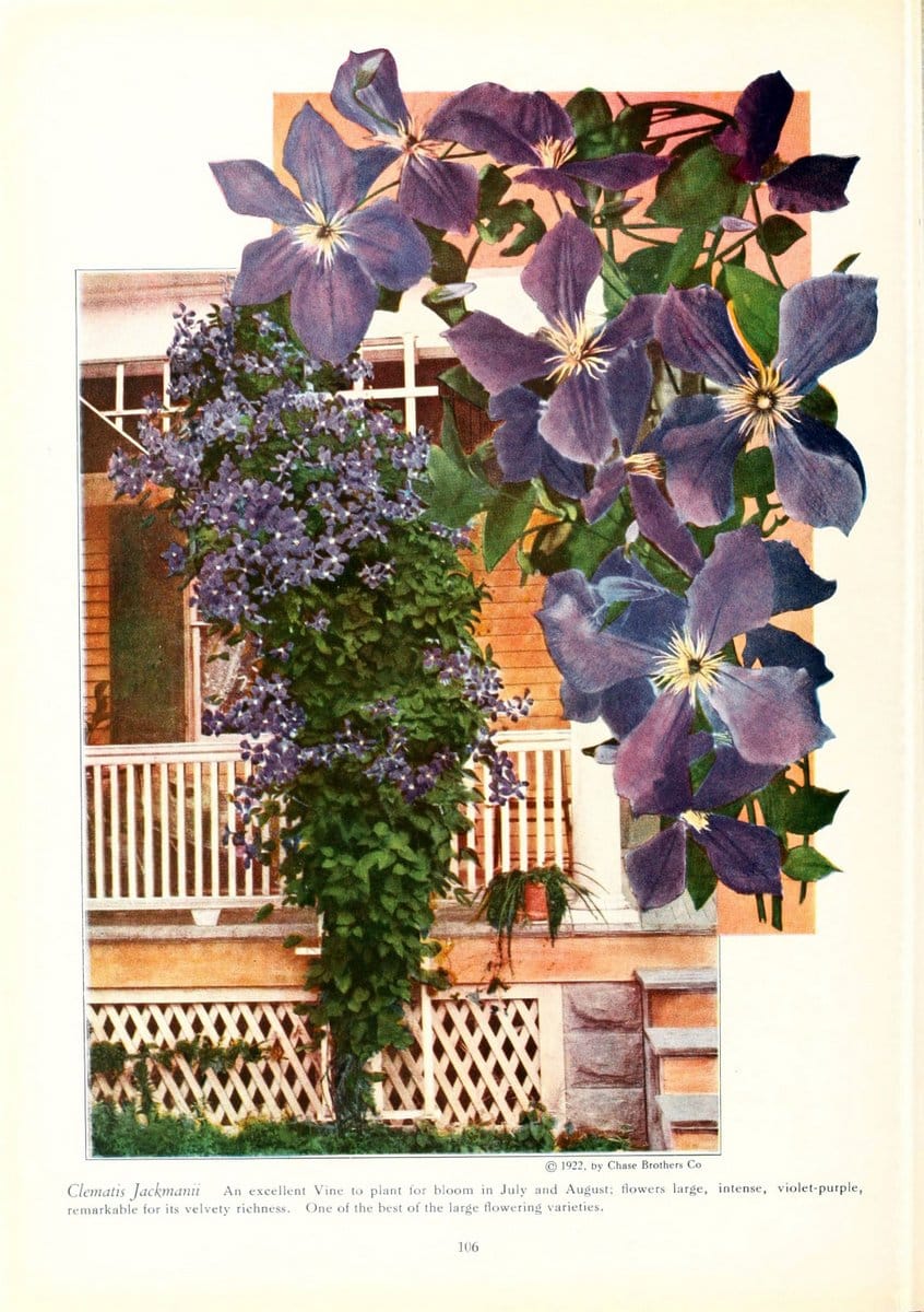 Chase fruit and flowers in natural colorsRochester, N.Y.,Chase brothers company[c1922] | Vintage Print Reproduction 453076