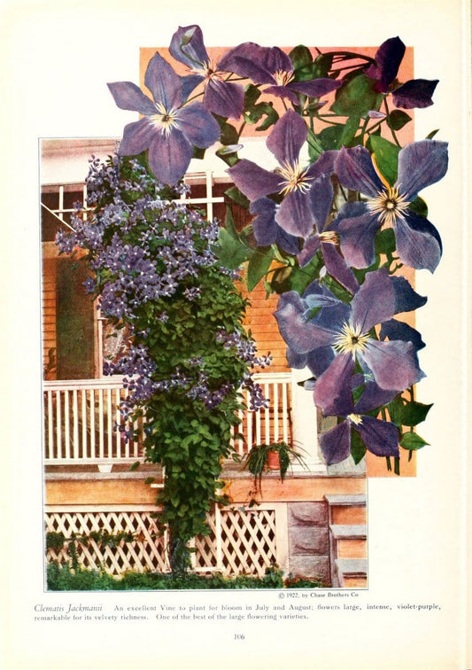 Chase fruit and flowers in natural colorsRochester, N.Y.,Chase brothers company[c1922] | Vintage Print Reproduction 453076