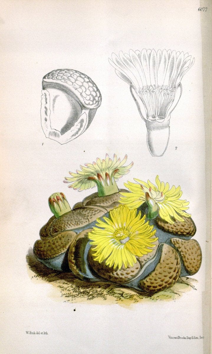 Curtis's botanical magazine. London ; New York [etc.] :Academic Press [etc.]. | "Botanical illustration" Botany Periodicals "Pictorial works" "Plants, Ornamental"  | Vintage Print Reproduction 453077